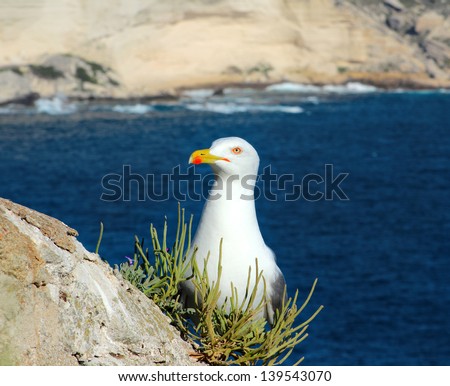 Seagull on a cliff near Bonifacio. Bonifacio, old town at sea cliff, Corsica, France