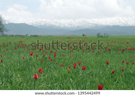 Beautiful tulip flower and green leaf background in the garden at sunny summer or spring day. bingol/turkey