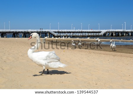 Beautiful swans on the beach in Sopot, Poland