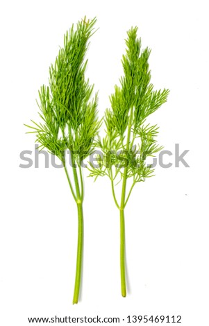 Dill. Fresh lettuce, green branches of dill isolated on white background. Vegan food. Studio macro.