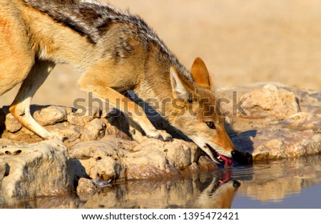Black-backed Jackal (Canis mesomelas), in the waterhole, Mabuasehube, Kgalagadi Transfrontier Park, Kalahari desert, Botswana