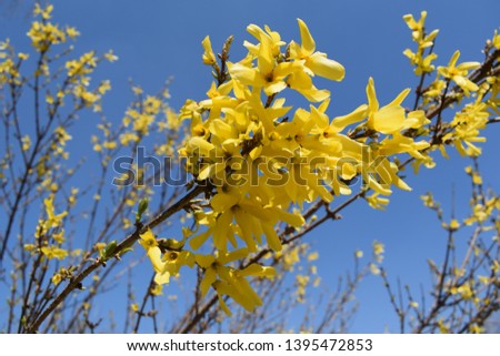 Yellow blossom tree during the spring beautiful weather with a sky background, wallpaper taken in Bulgaria