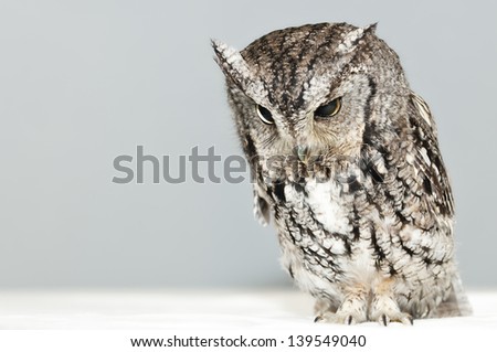 Screech Owl on light background.