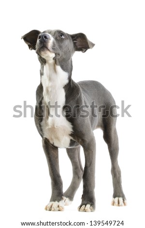 Hound/pitbull/weimaraner mix (canis lupus familiaris) puppy isolated on white background.