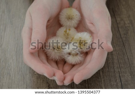 Dandelion flower in hands on wooden background 