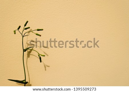 Grass and shadow on the wall