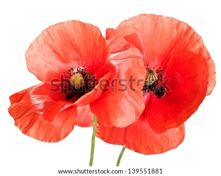 Two red poppies