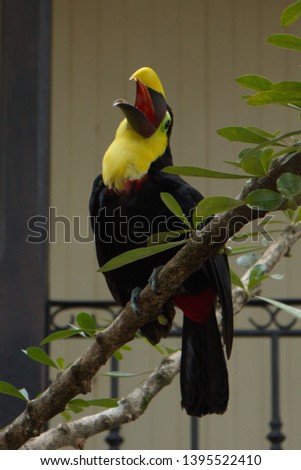Yellow throated toucan in Costa Rica
