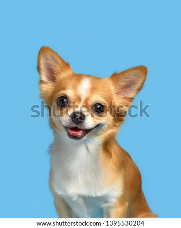 Chihuahua dogs that brown sitting on a blue background