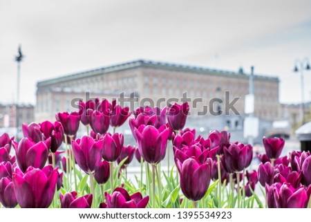 Beautiful magenta Tulips in spring May day in Stockholm with the royal swedish palace in the background