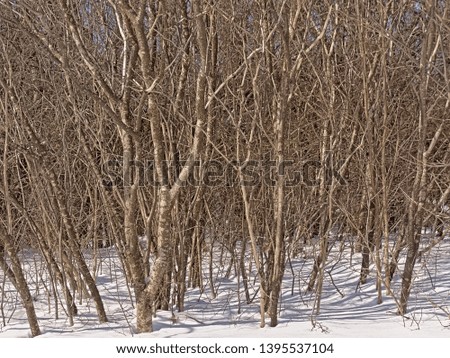 Bare trees and shrubs with cruvy branches in the snow on a sunny day with clear blue sky in Ontario, Canada 