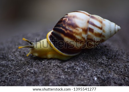 The life of white snails in the wild. The background of the snail is slow. Snail newcomer - Wildlife photography.