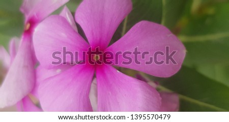 closeup picture of the pink flower in the garden ,central red part and small yellow circle clearly shows the beauty of the flower, 