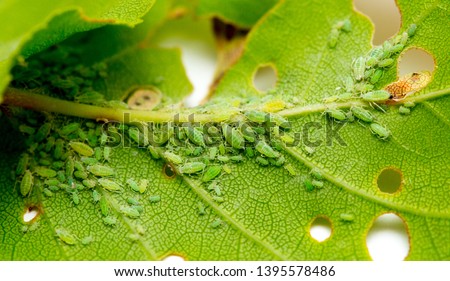 Aphid close up on a green leaf. Crop harvests, insecticidal treatment. Damaged plant leaves, devouring. Copy space Royalty-Free Stock Photo #1395578486