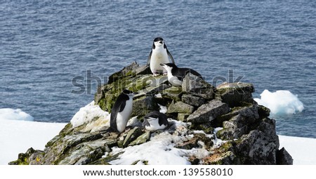 Stone with the penguins over the Atlantic Ocean