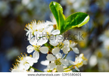 Close-up of the beautiful spring bloom
