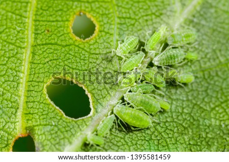 Aphid close up on a green leaf. Crop harvests, insecticidal treatment. Damaged plant leaves, devouring. Copy space Royalty-Free Stock Photo #1395581459