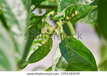 nsect pests, aphid, on the shoots and fruits of plants, Spider mite on flowers. Pepper attacked by malicious insects