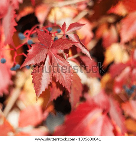 Red girlish grape leaves on blurred background close up, colorful autumn orange leaves, fall season yellow foliage, autumnal nature design, Parthenocissus, Virginia creeper climber plant, copy space