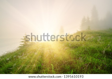 Foggy morning summer fairy landscape with fir trees, sun shining and copy space