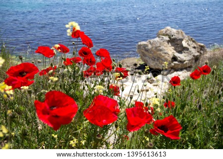 Beautiful red poppies near the stony seashore on a sunny day. The blooming of red flowers on the Black Sea coast of Bulgaria. Close-up of the open buds and grass next to the bright limestone rock.