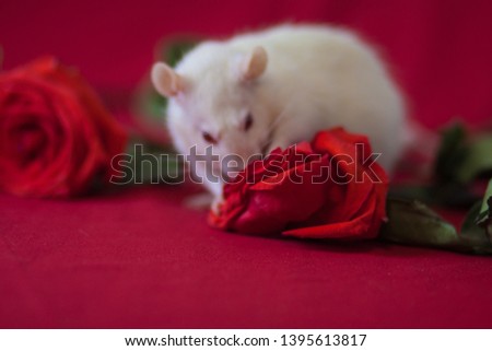 The concept of perfume with the scent of roses. A white rat sniffs a flower.
