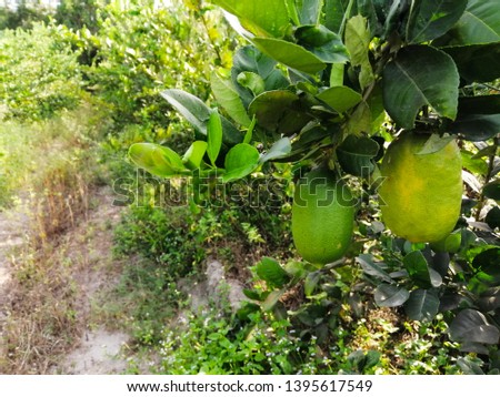 Raw or rare green lemon is hanging on tree in the garden.