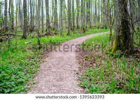 small narrow foot path in summer green forest with green grass and small pebble stones