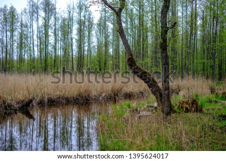 small forest river with calm water and reflections from trees in it. green summer colors