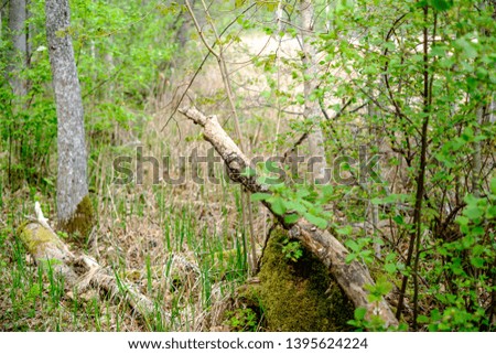 old dry tree trunks and stomps in green spring forest with dry leaves and bushes