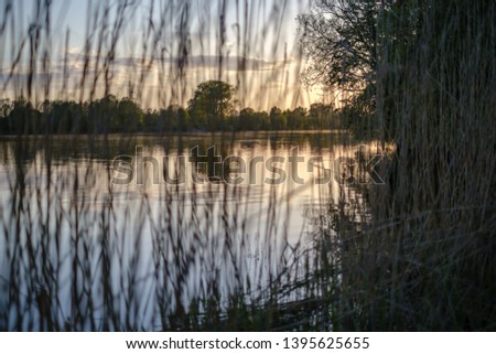 beautiful sunset by the river under tree leaves and branches. calm water, blue sky with clouds and reflections in water. ducks swimming in evening