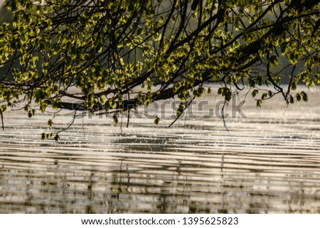 tree branches with fresh green leaves hanging low above water in river. sunset colors and reflections in calm water