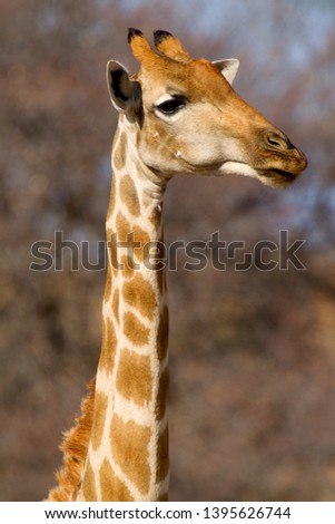 Giraffe (Giraffe camelopardalis), Kgalagadi Transfrontier Park, Kalahari desert, South Affrica.