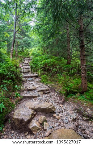 hiking trails in slovakia in rainy summer day. rocks, green foliage and trees