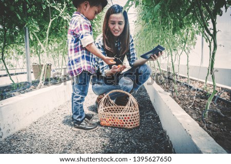 mom and son are picking tomatoes in the greenhouse, garden of planting non-toxic vegetables
