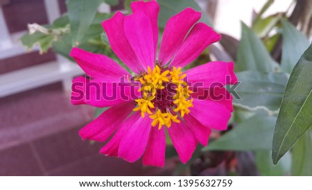 Beautiful pink aster flower in close up picture