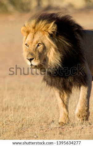 African Lion (Panthera leo) - Male, Kgalagadi Transfrontier Park, Kalahari desert, South Africa.