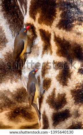 Red-billed Oxpecker (Buphagus erythrorhynchus),  on the giraffe (Giraffe camelopardalis), Kruger National Park, South Africa.