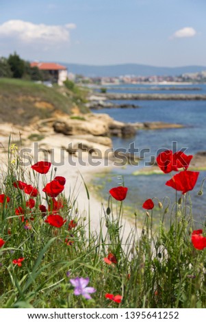 Blooming red poppies on the background of the quay of the seaside village on the Black Sea coast of Bulgaria in a clear sunny day of May.