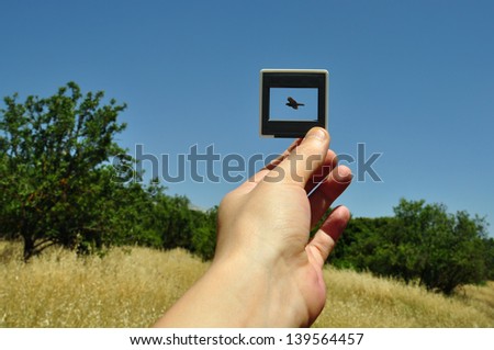 Hand holding photographic slide picture frame and flying bird. Nature abstract.