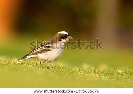 White-browed Sparrow weaver (Plocepasser mahali), Opuwo, Kaokoland, Namibia.