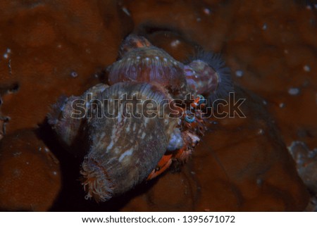 crab underwater photo / small crab, underwater scene