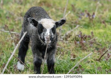 A Newborn lamb Exploring its Meadow