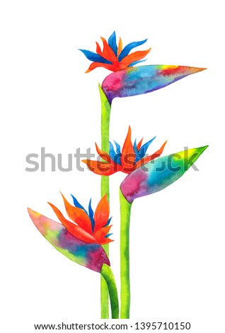 Watercolor hand drawn illustration with exotic tropical strelitzia flowers composition isolated on white background