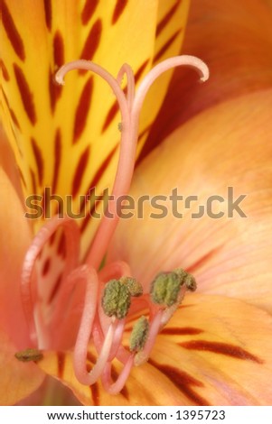 Macro of a bronze colored Peruvial Lilly using an extension tube