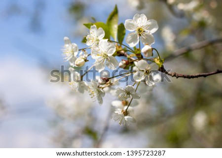 Flowering Apple trees in the garden. White flower