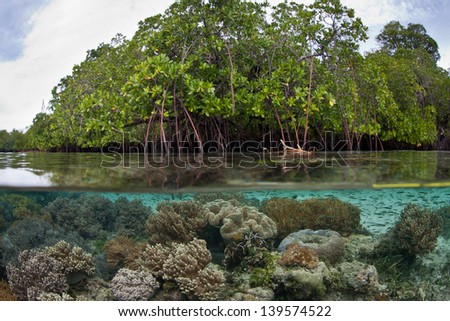 Mangrove forests play a vital role in tropical areas worldwide.  They act as nurseries for many marine species, they protect coastlines, and they regulate sea temperatures within their proximity. Royalty-Free Stock Photo #139574522