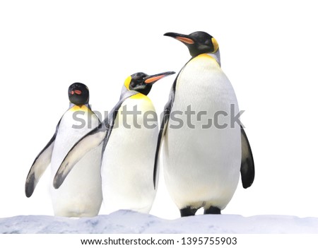 Three Emperor penguins (Aptenodytes forsteri) on snow. Isolated on white background