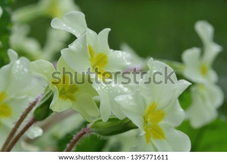 Close up of common primroses (primula vulgaris) in bloom