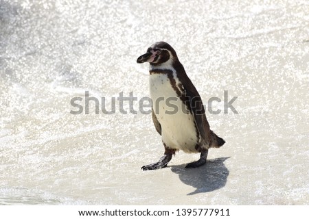 A Humboldt South American Penguin walking into the ocean